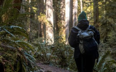 13 U.S. Forests With An Eerie Reputation For Missing Hikers