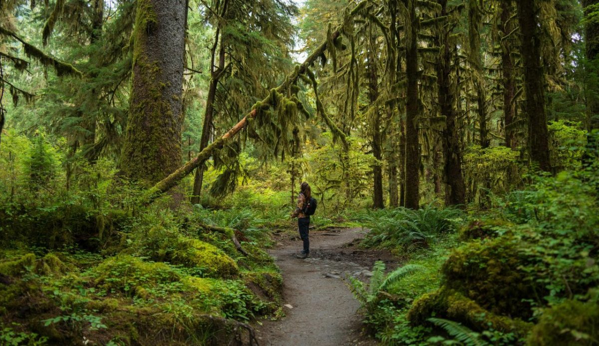 Olympic National Park Backcountry, Washington