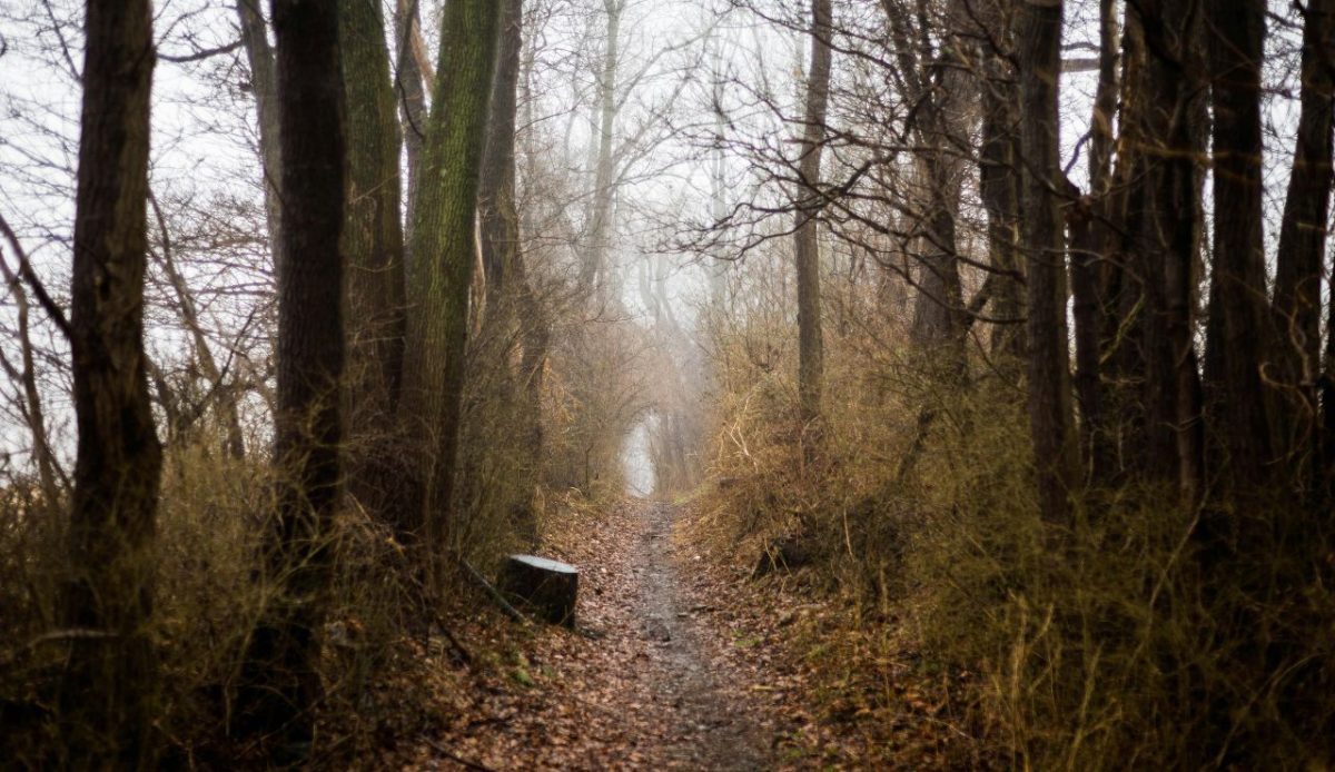 What You’ll See Along the Trail