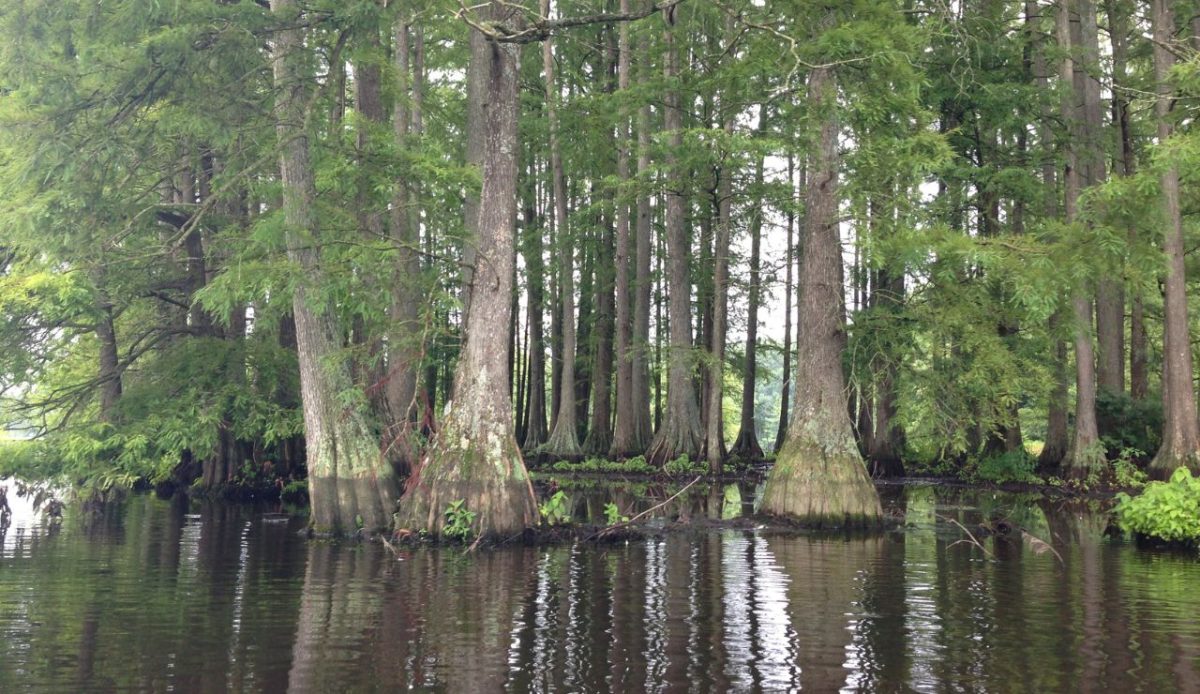 Where the Trail Is & Why It Stands Out