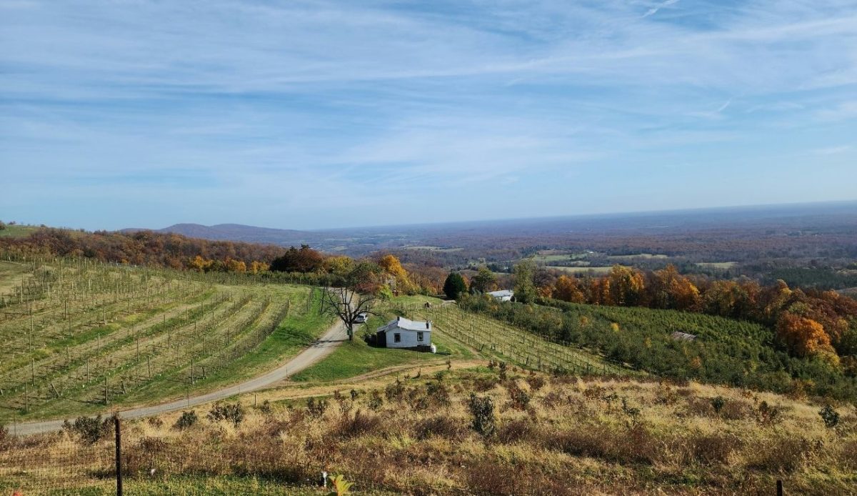Vineyard near Charlottesville in the Blue Ridge foothills, Virginia