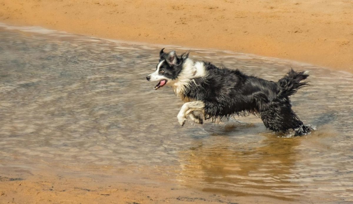 border collie running and splashing in shallow beach water
