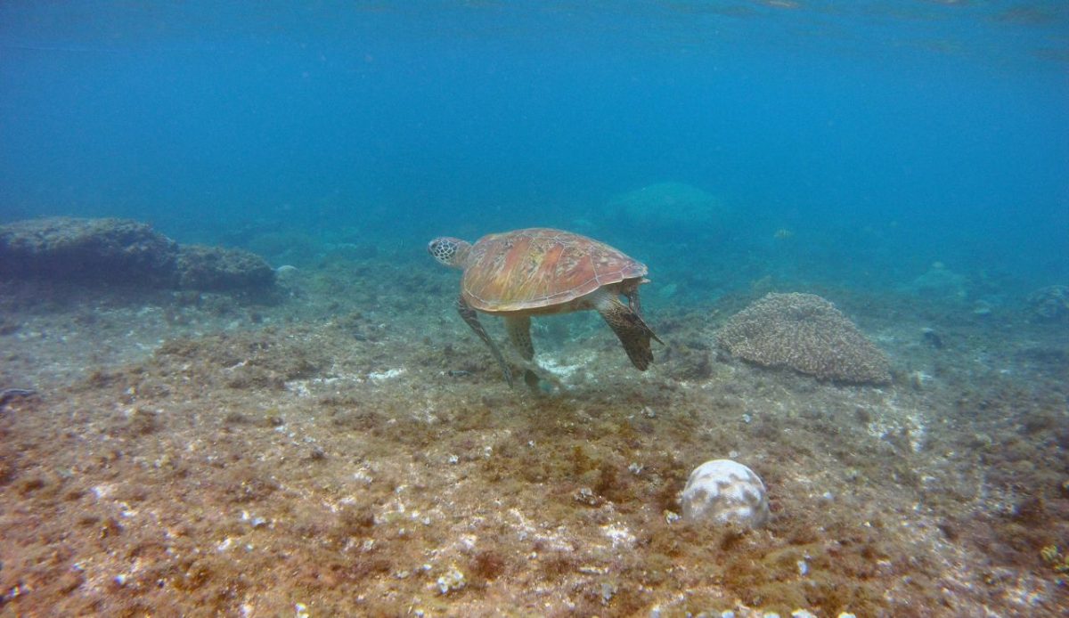 15 Best Things to Do in Isla Mujeres Beyond the Beach 2 Visit the Turtle Sanctuary