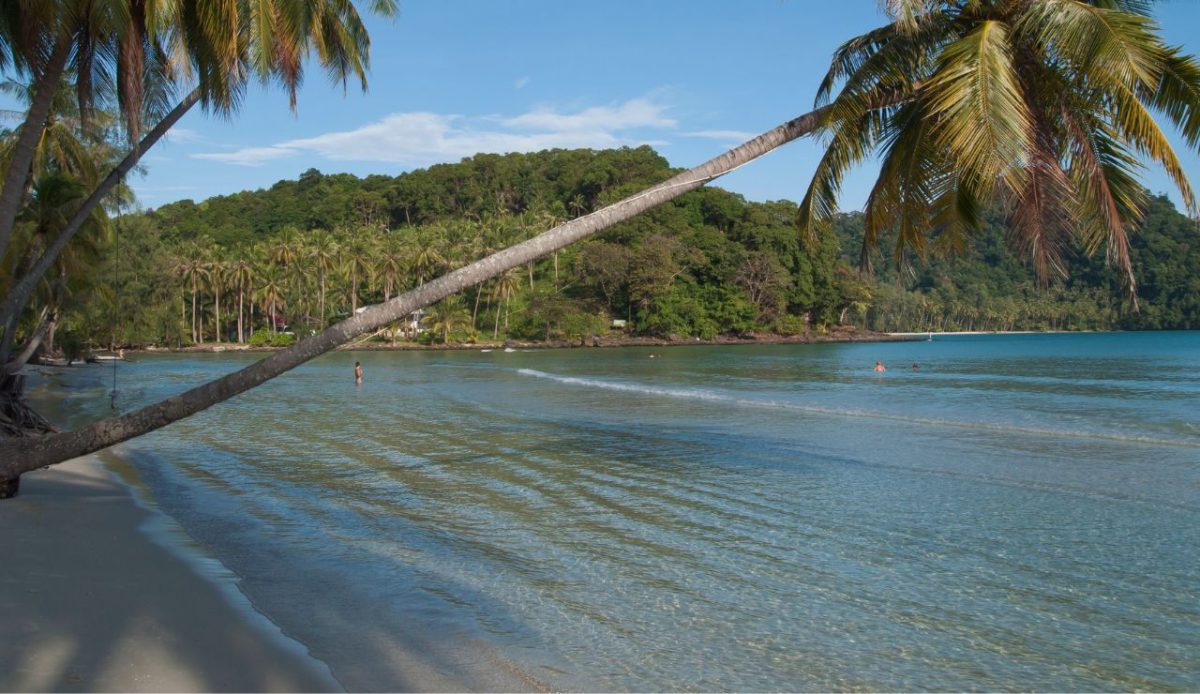 Palm trees. Lagoon. Koh Kut (island), Koh Kood, Thailand.