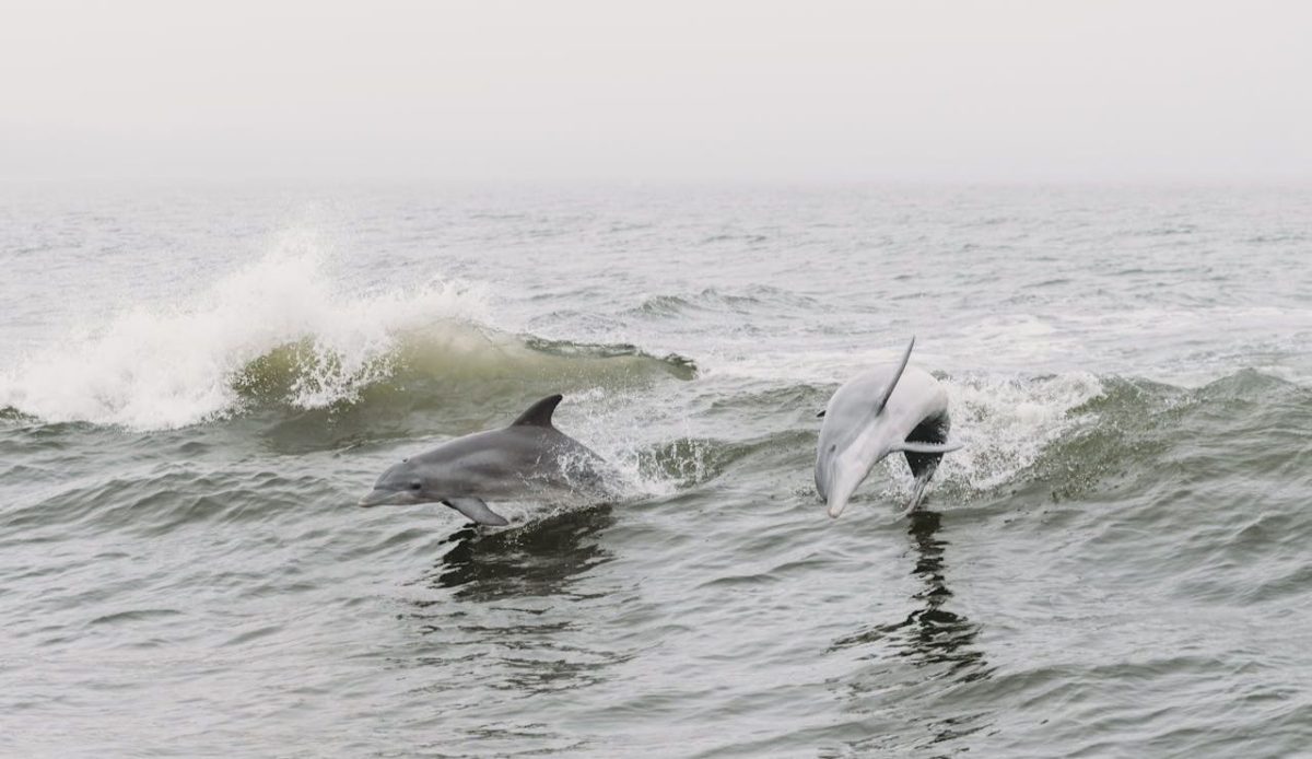 Dolphins and Waves Orange Beach, AL, United States 