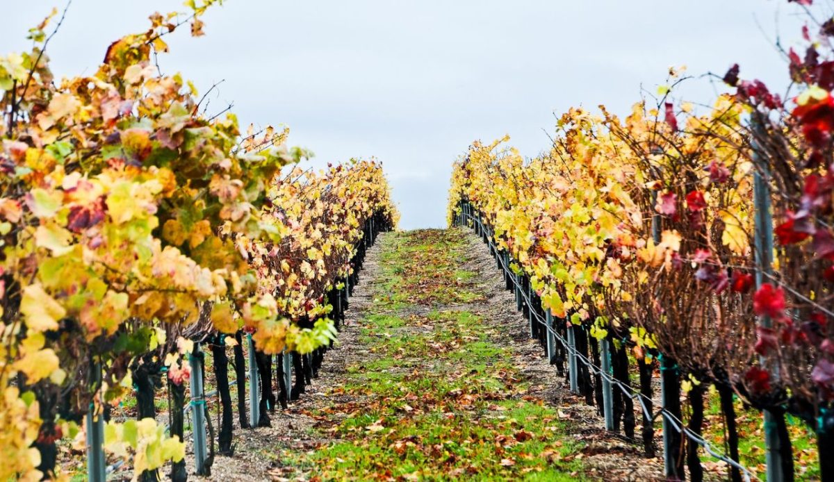 15 Underrated California Vineyards Worth Visiting 3
