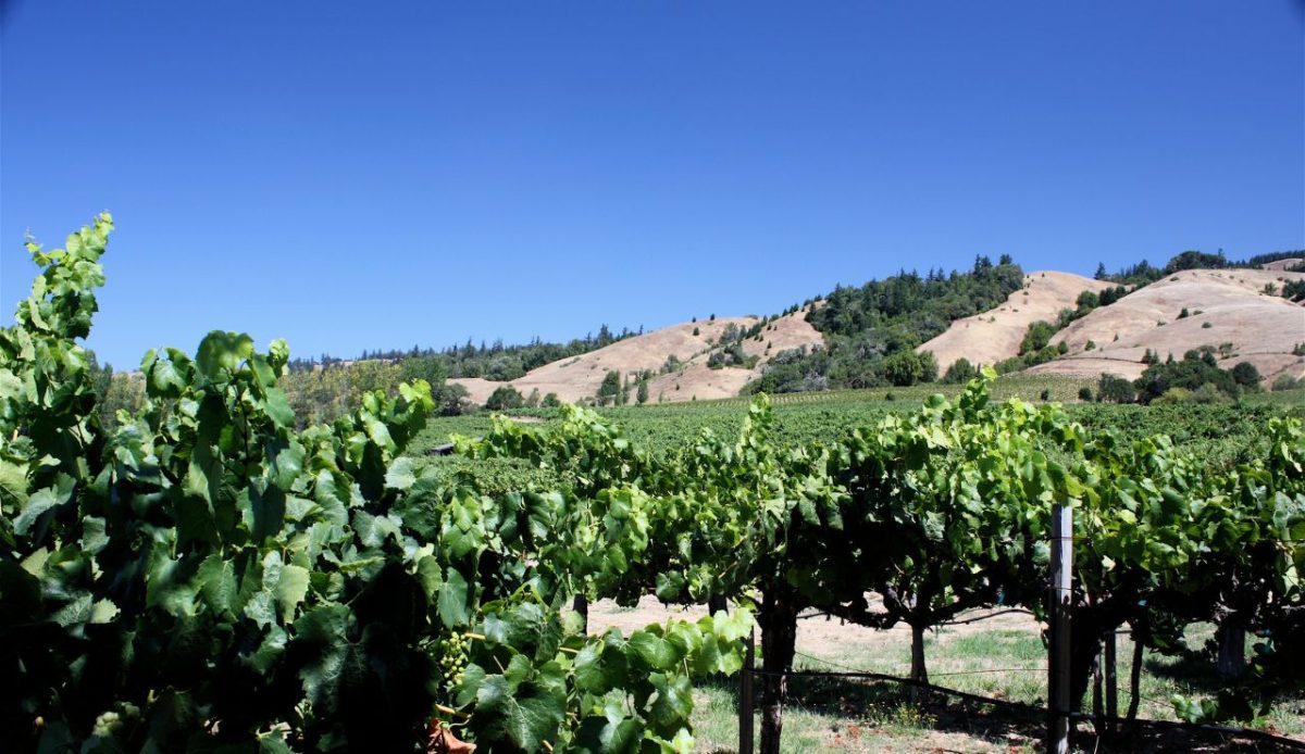 15 Underrated California Vineyards Worth Visiting 1