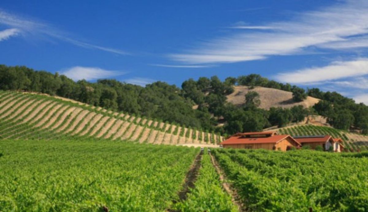 Castoro Cellars, Templeton