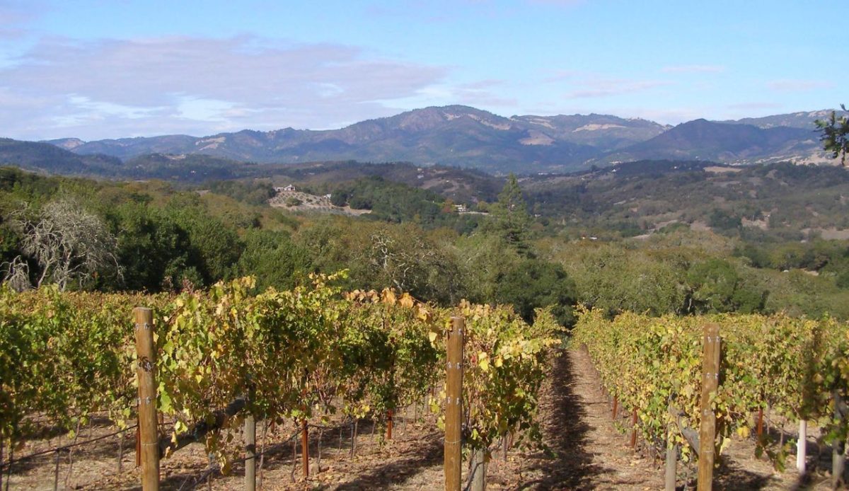 15 Underrated California Vineyards Worth Visiting 5