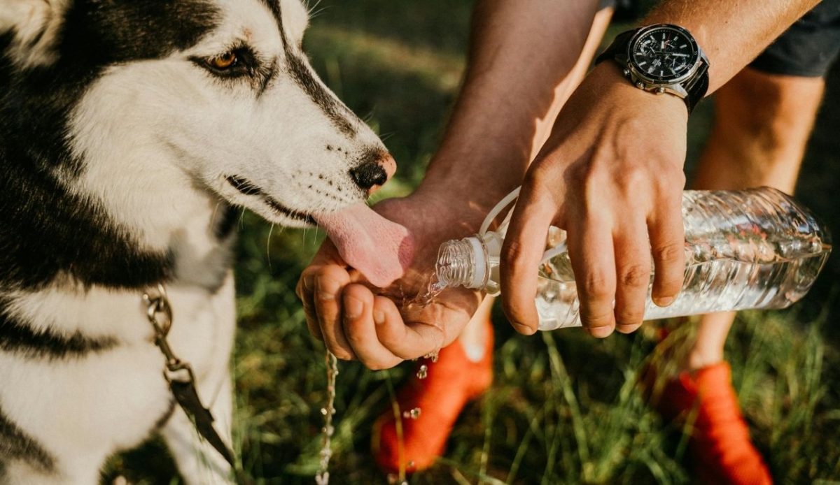 A Person Helping the Dog to Drink                       