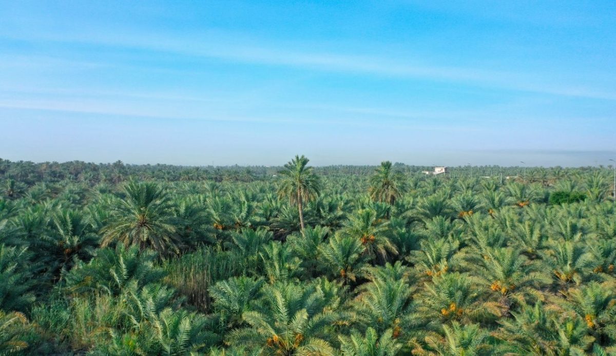 Al-Ahsa Oasis is a UNESCO World Heritage Site and is located in the Eastern Province of Saudi Arabia         