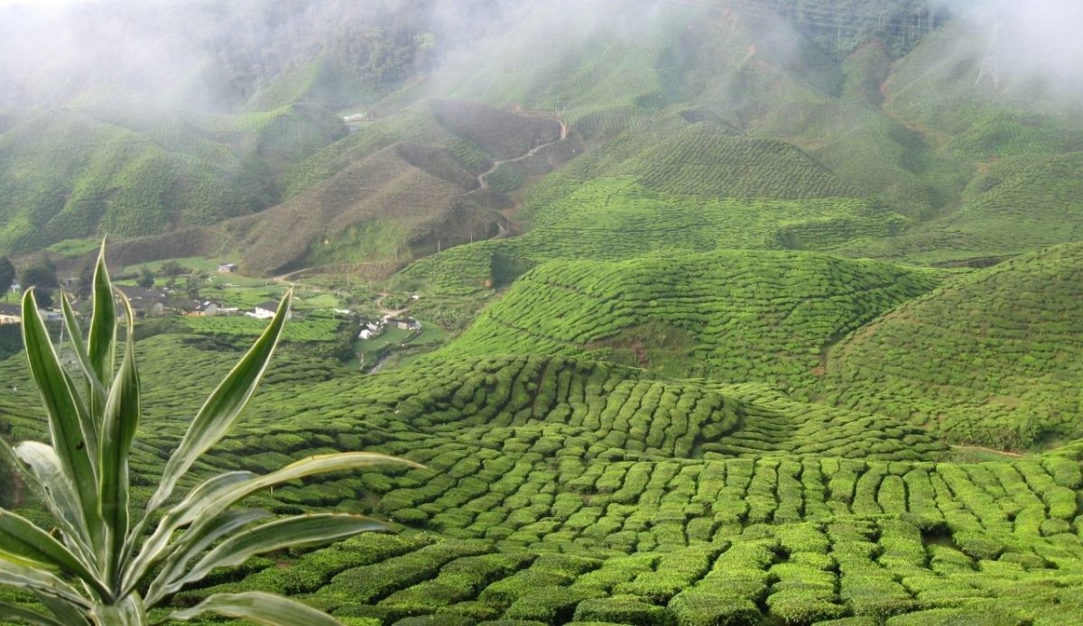 Cameron Highlands, Pahang, Malaysia                   