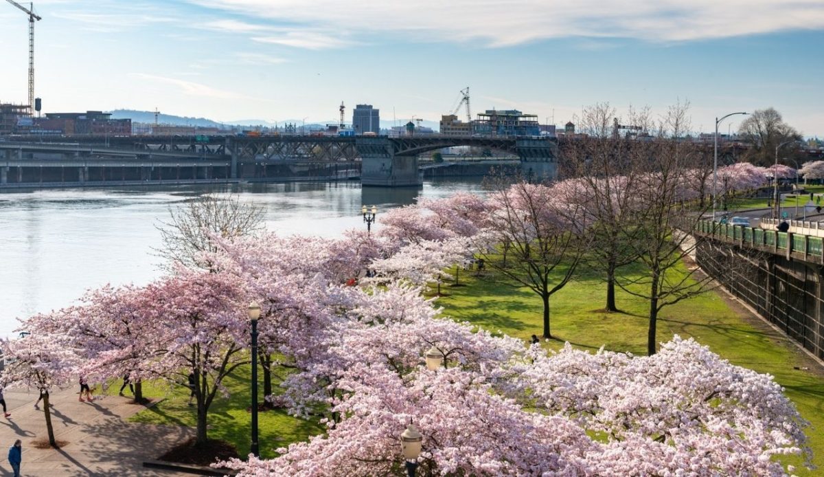 Cherry blossoms at Tom McCall Waterfront Park on the Willamette River in Portland