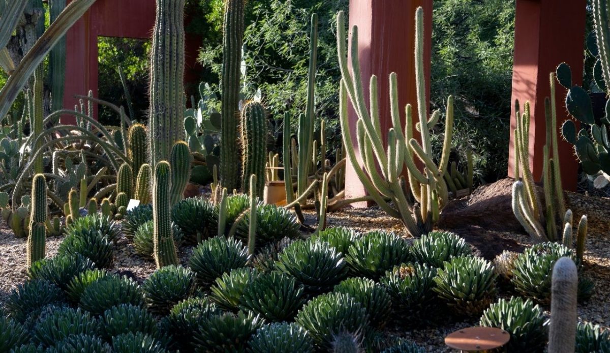 Desert Botanical Garden                      
