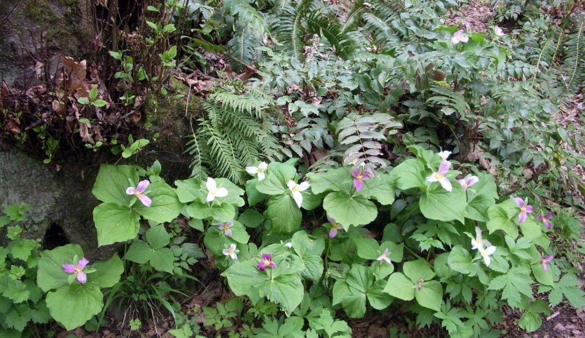 Forest Park trillium in multiple growth stages        