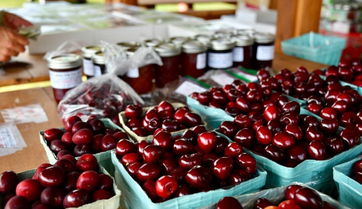 Fresh cherries  Traverse City, Michigan, USA          