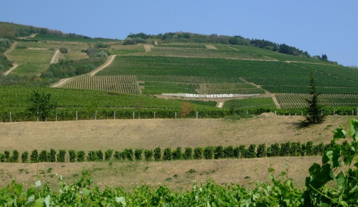 8 Must Visit Spots to Add to Your Hungary Travel List 8 Hétszőlő vineyards, Tokaj Wine Region, Hungary