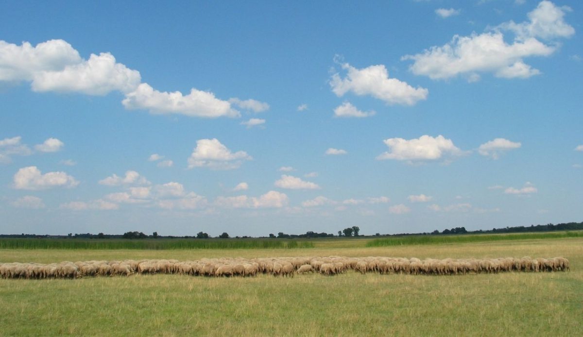 8 Must Visit Spots to Add to Your Hungary Travel List 6 Hortobágy National Park, Hungary