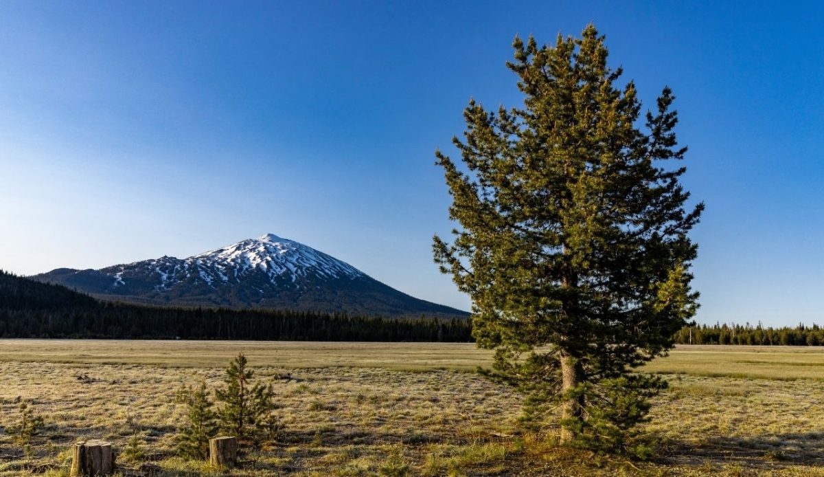 Mount Bachelor with open meadow and pine tree, Bend Oregon USA           