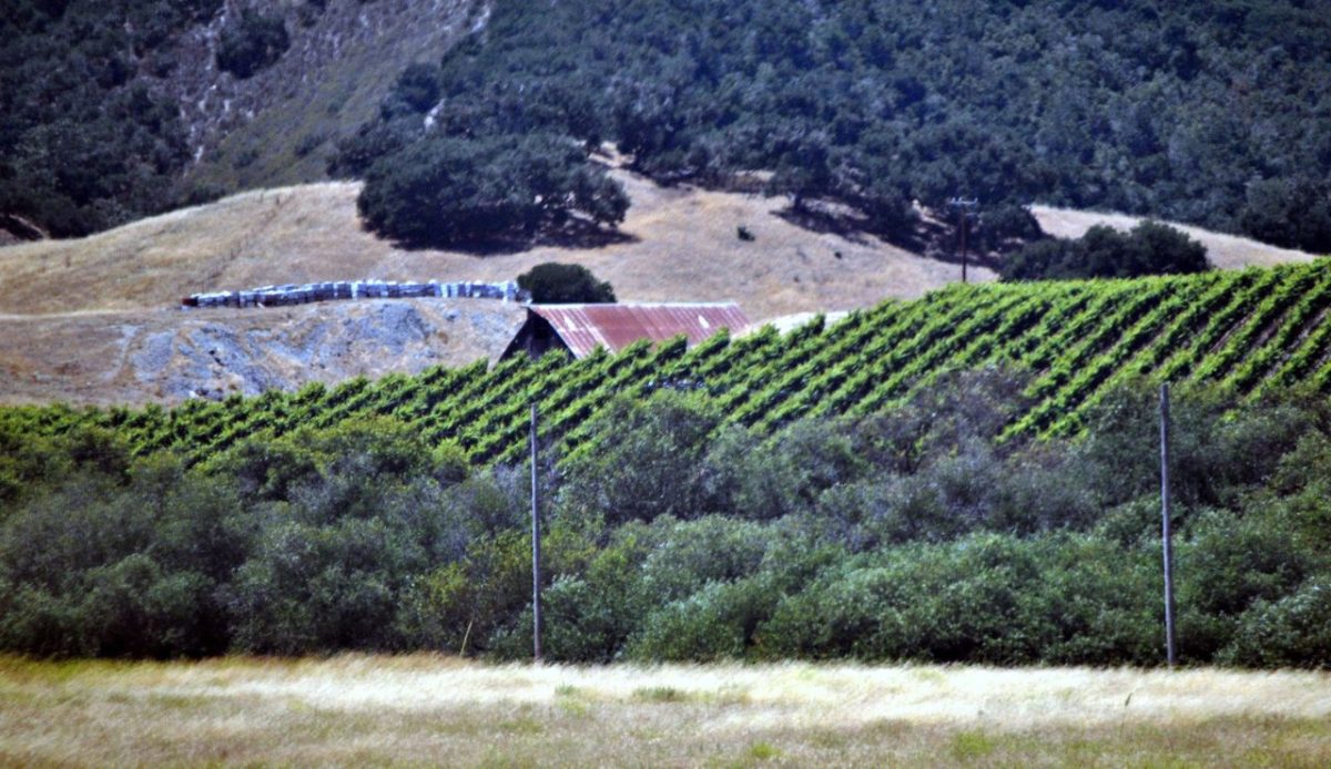 15 Underrated California Vineyards Worth Visiting 4