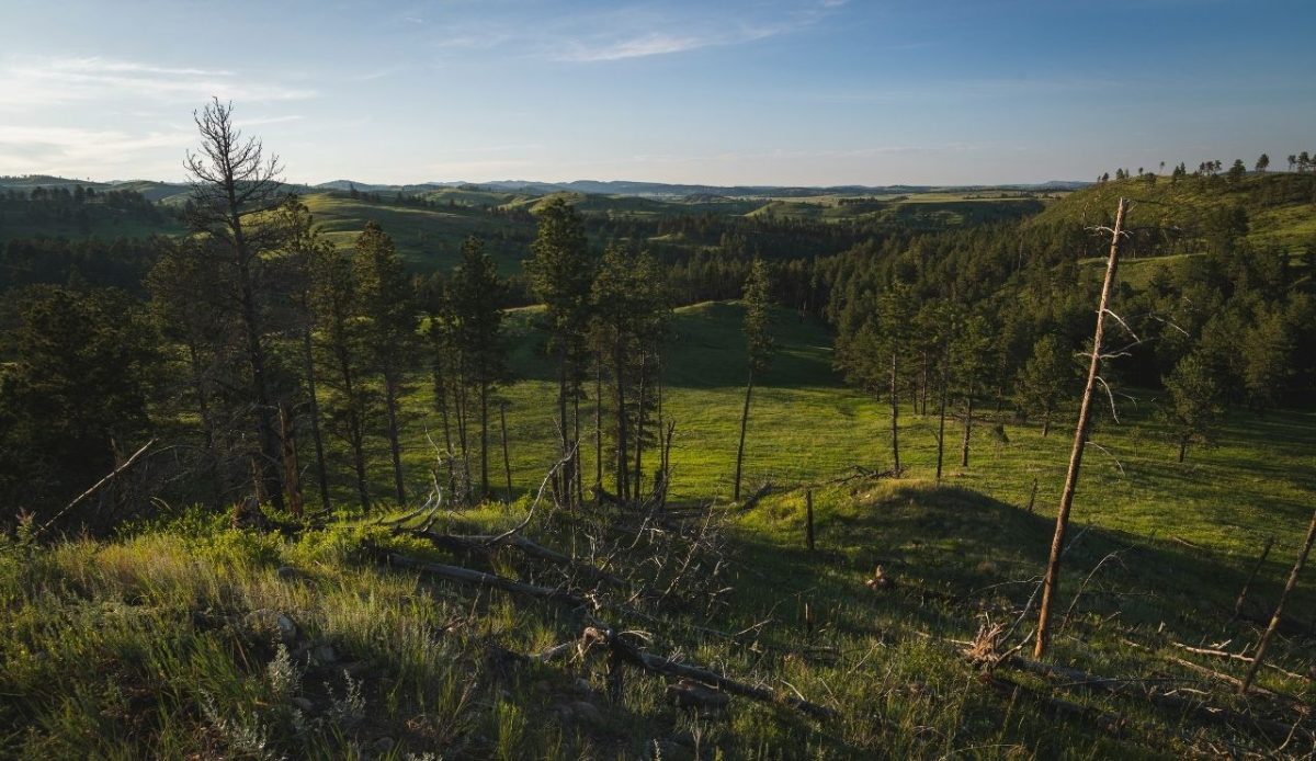 Rolling green hills and scattered pine trees in the Black Hills of South Dakota, USA                 