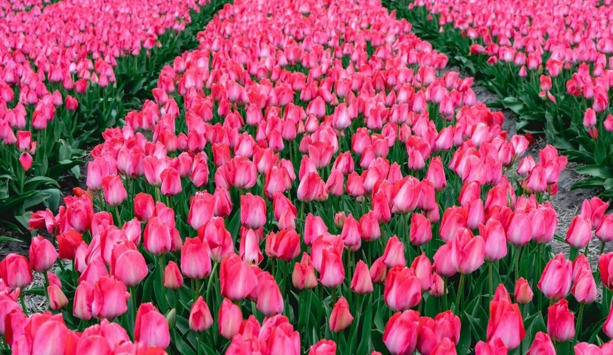 Rows of pink tulips field in The Netherlands, During Spring