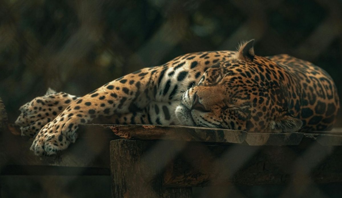 Tiger Lying Down and Sleeping          