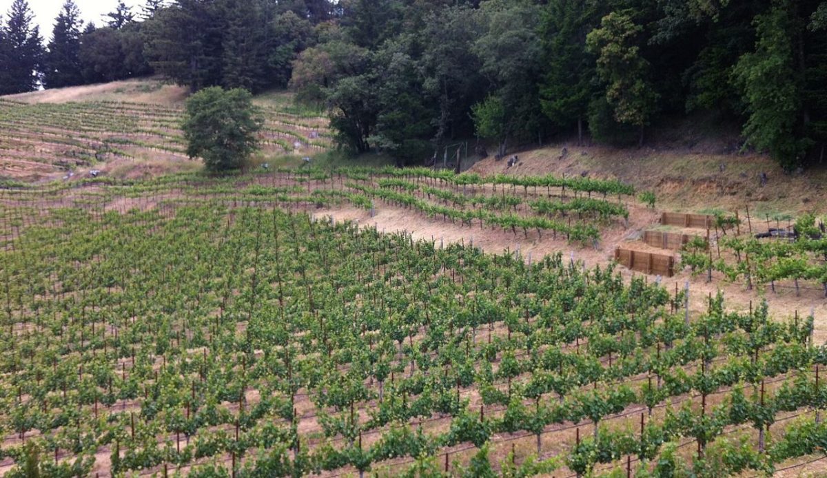 15 Underrated California Vineyards Worth Visiting 2