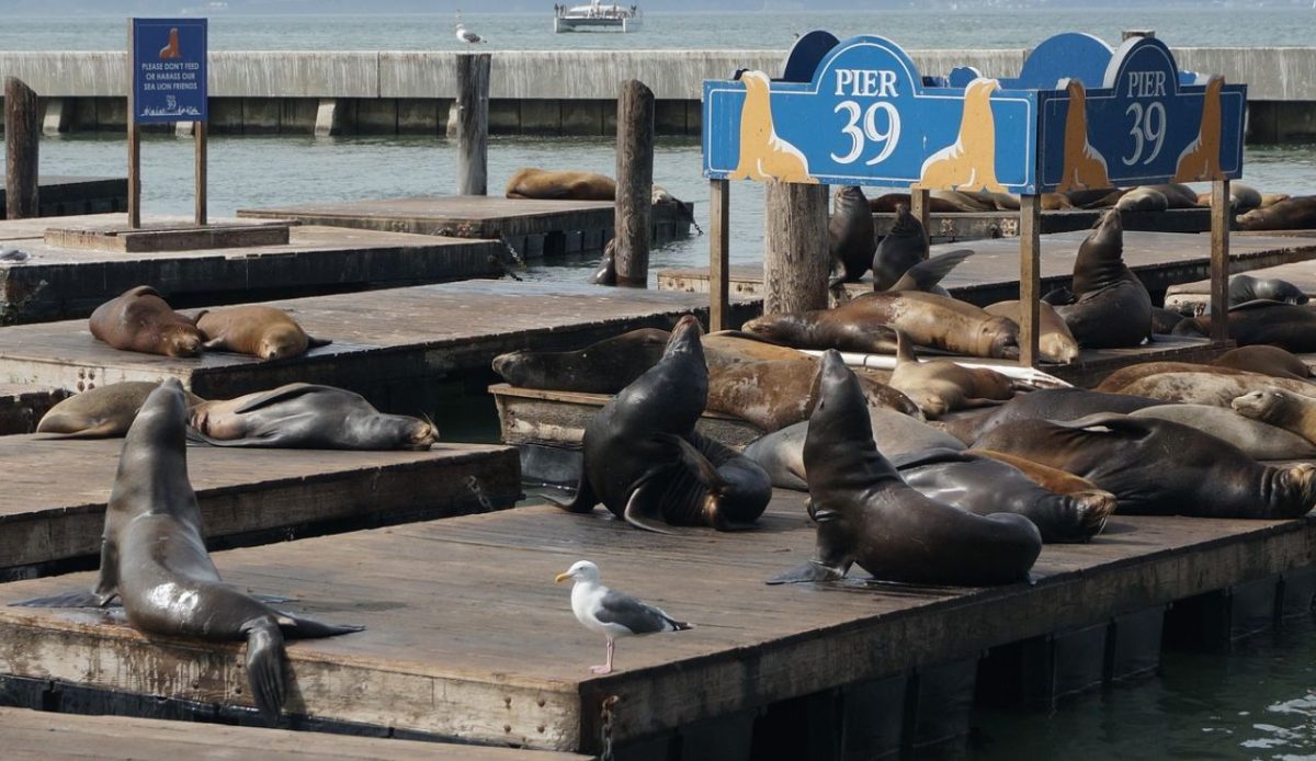 8 Things Locals Say You Have to Do at Fisherman’s Wharf in San Francisco 2 Watch the Sea Lions at Pier 39