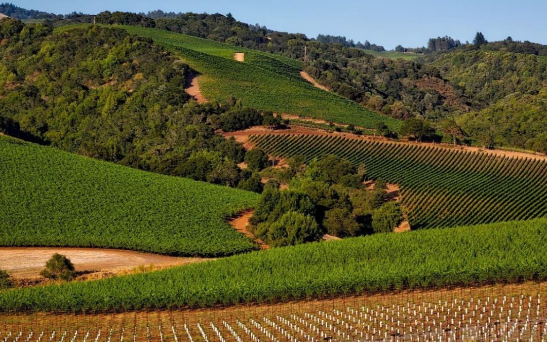 7 U.S. States With the Best Wineries, According to Experts