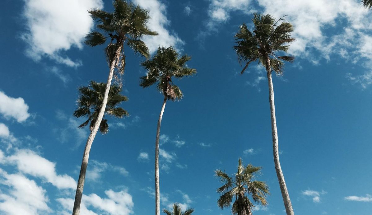 Palm Trees Swaying in the Wind