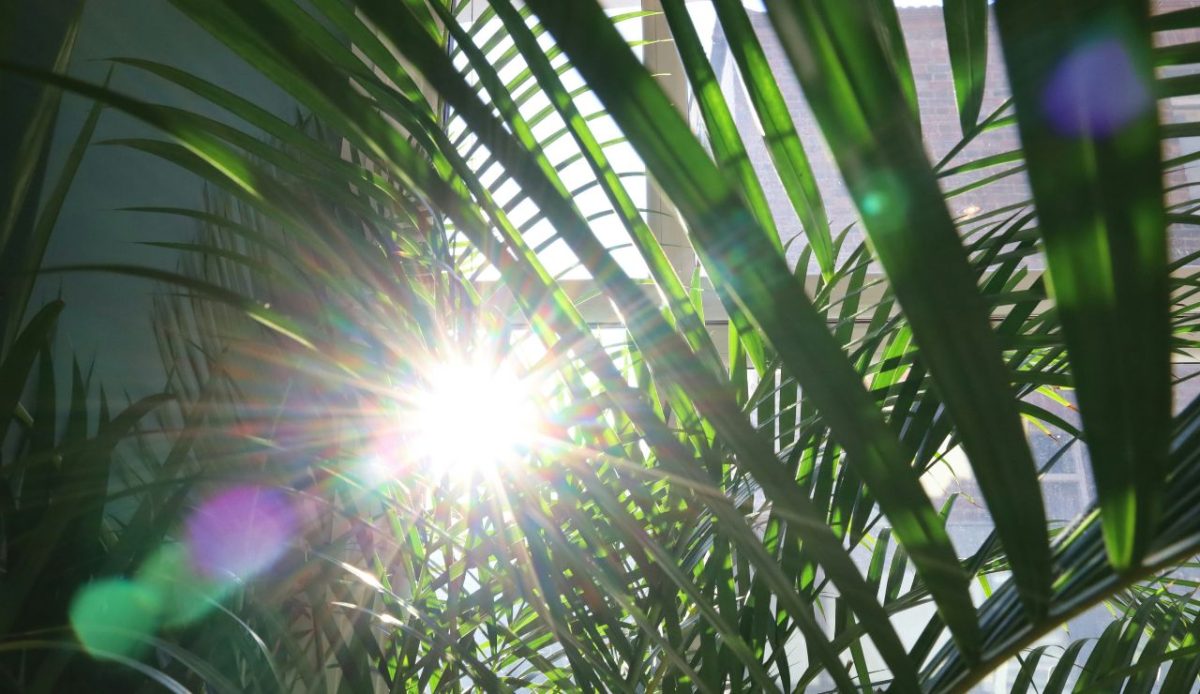 Endless Sunshine and Blue Skies
