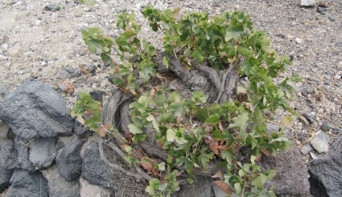 Tour a Traditional Santorini Winery