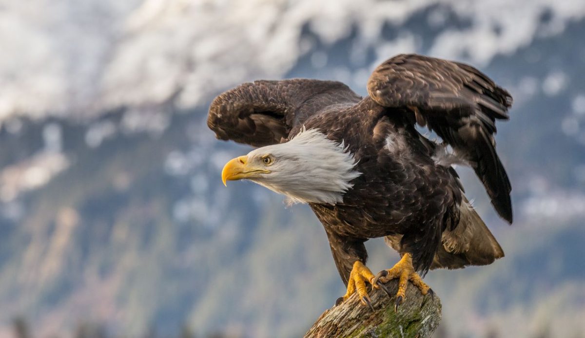 bald eagle coastal Alaska nature