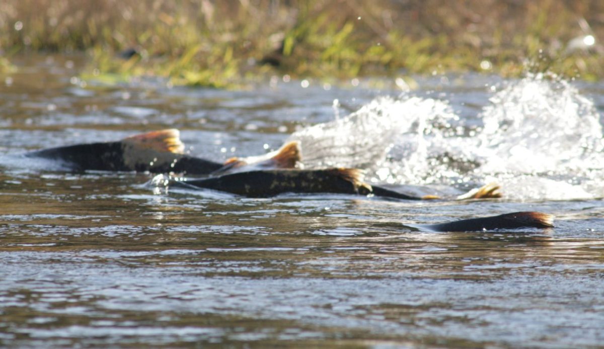 Spot Salmon During Spawning Season