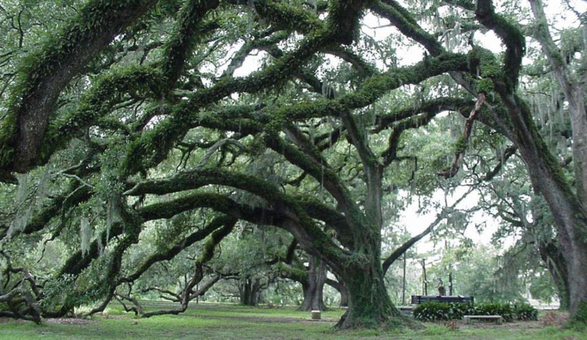 11 Fun Things to Do in New Orleans With Teenagers 1