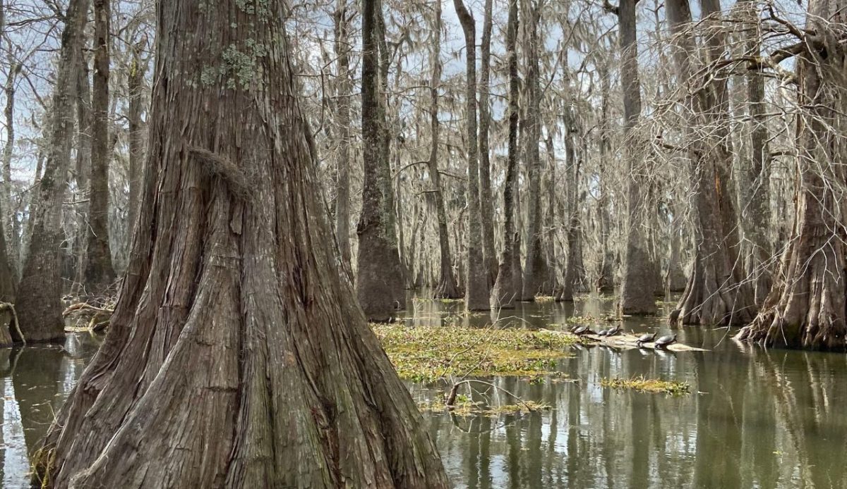 11 Fun Things to Do in New Orleans With Teenagers 2