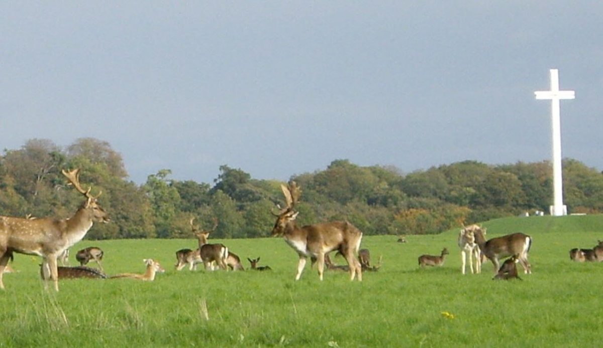12 Great Activities for Teens Visiting Dublin 4