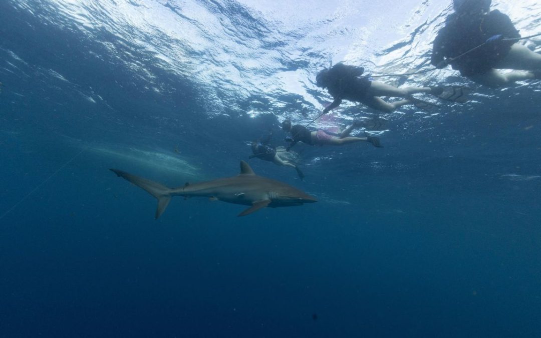 9 U.S. Beaches With the Highest Shark Risk
