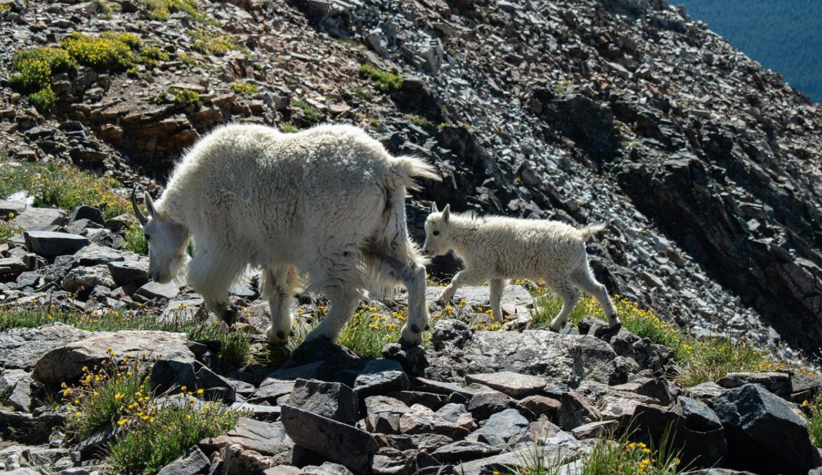 12 Hiking Trips That Went Hilariously Off Script 4 The Surprise Goat Guide4. The Surprise Goat Guide