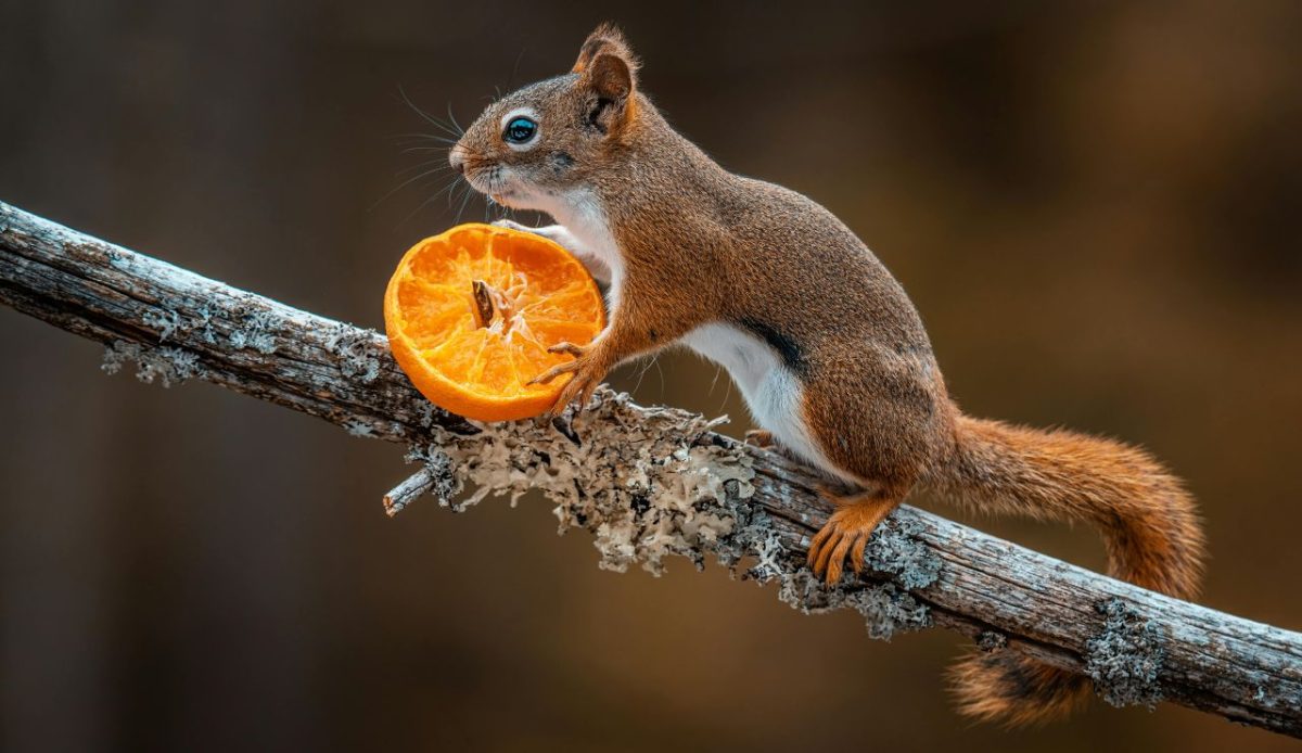 12 Hiking Trips That Went Hilariously Off Script 6 The Trail Mix Heist