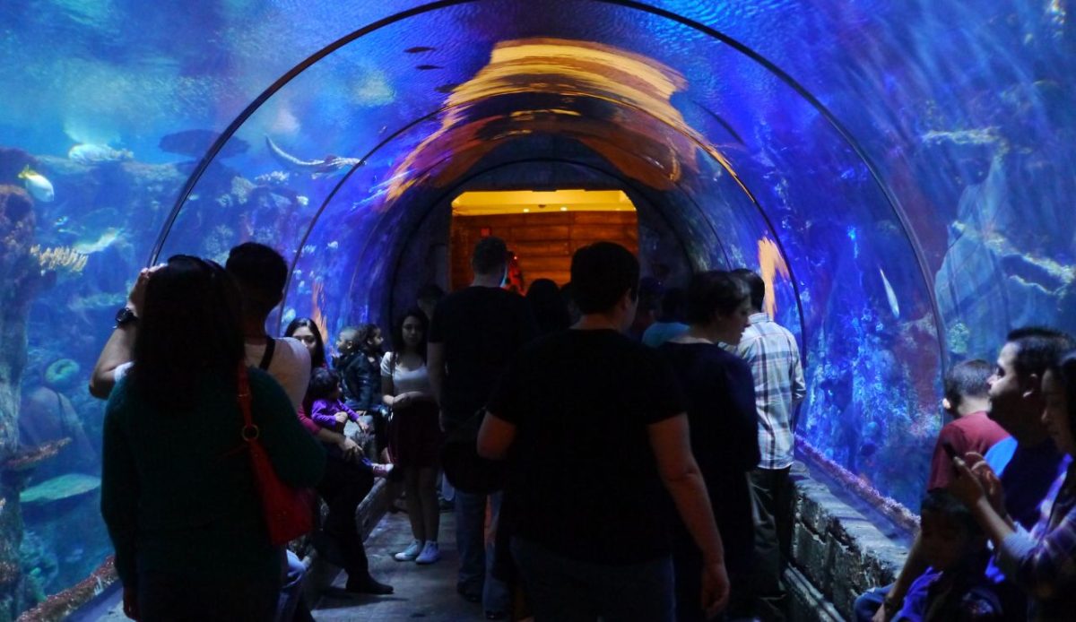 9 Fun Things to Do in Las Vegas With Kids That Go Beyond Casinos 1 Shark Reef Aquarium at Mandalay Bay