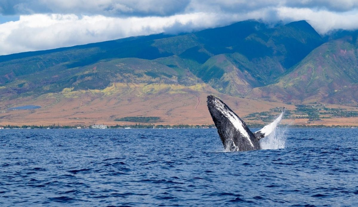 Whale watching at the coast of West Maui,Lahaina, Hawaii, United States          