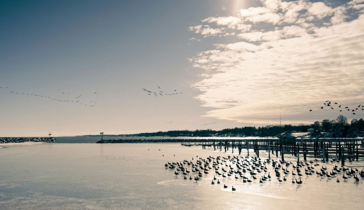 Winter Scene with Birds on Icy Michigan Lake              