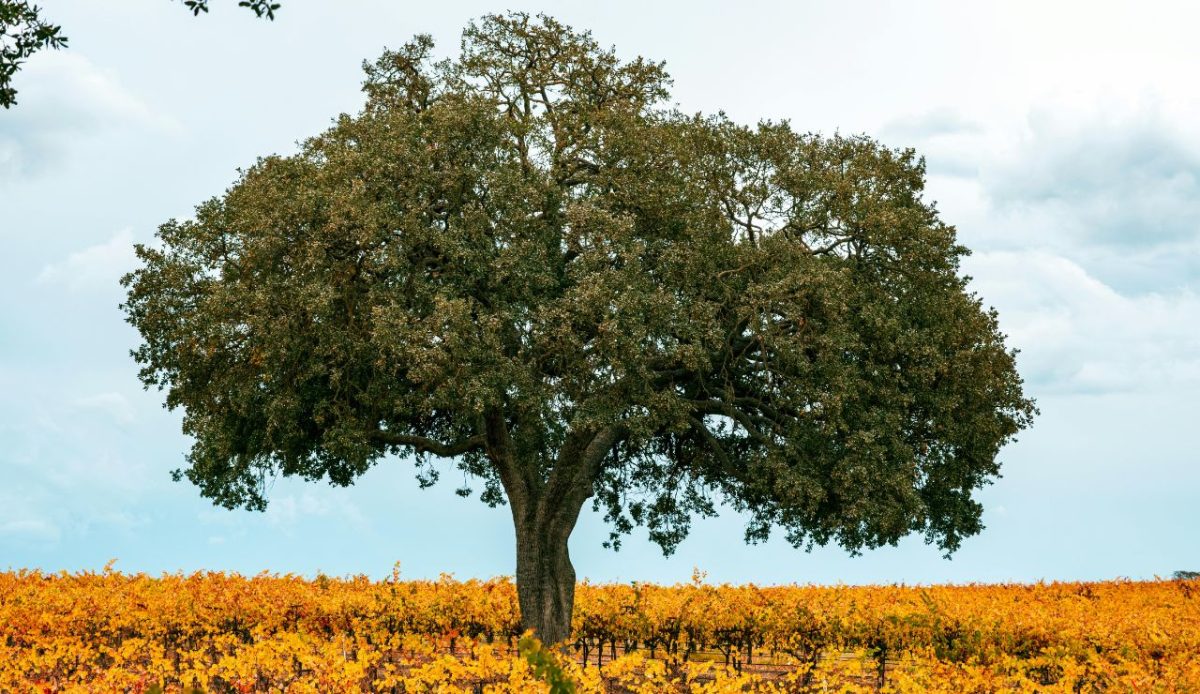 Daou Vineyards, Adelaida District