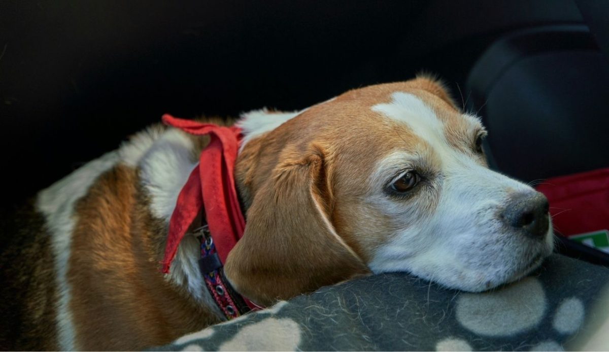 a dog not feeling well in car                      