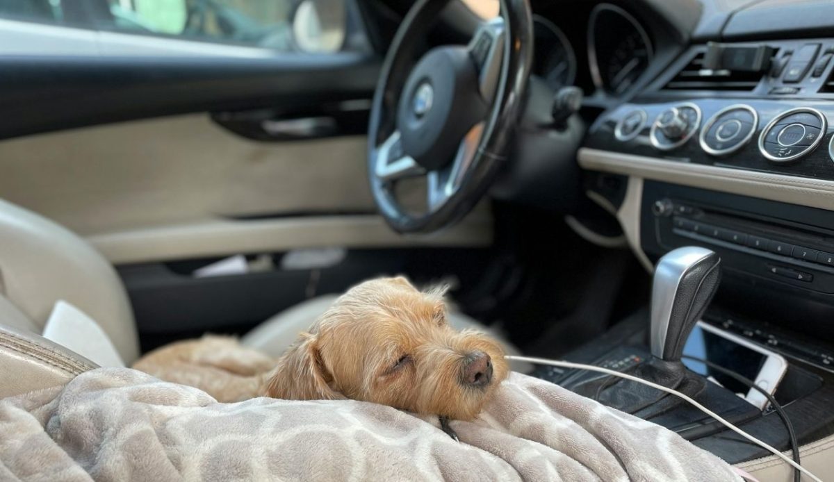 a dog sleeping on mat in car                      