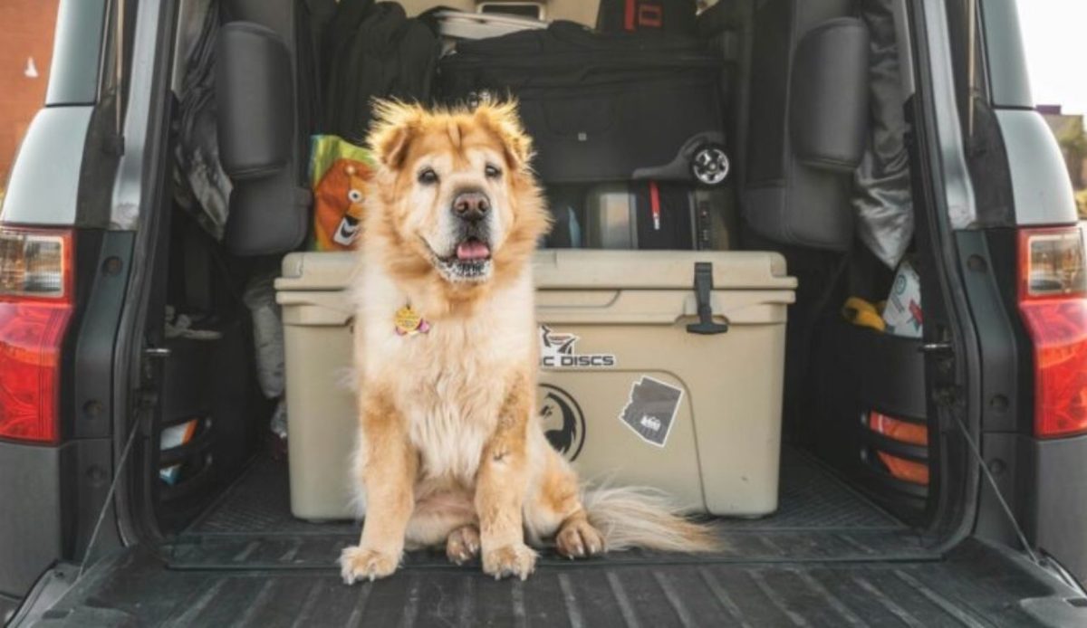 a dog with essential kit                