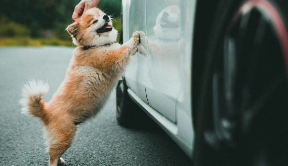 a man is touchinng a dog        