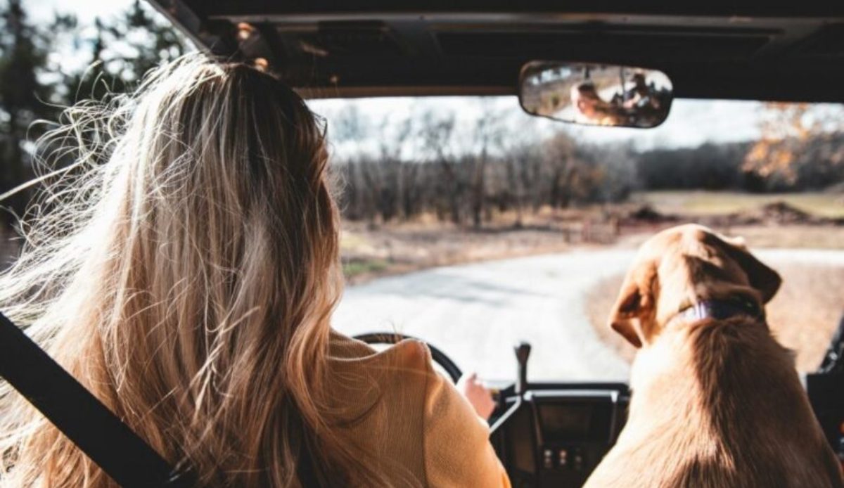 a woman with dog in a car                    